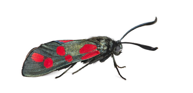 六斑伯内特，Zygaena filipendulae 在白色的背景和目标