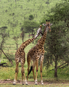群的长颈鹿，坦桑尼亚的塞伦盖蒂，非洲