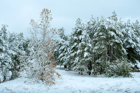 冰雪覆盖的树分支在日落时。冬天背景。圣诞节和新年树