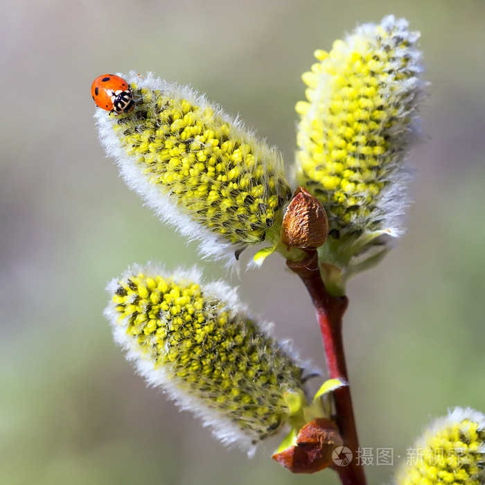 柳山羊沙柳山羊