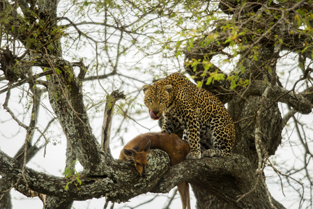 在树中带有其猎物，坦桑尼亚的塞伦盖蒂，非洲豹
