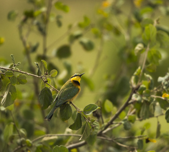 小小的蜂鸟，Merops 凝乳酶，栖息在树枝上，Serenget