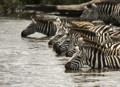 喝酒在河，坦桑尼亚的塞伦盖蒂，非洲的斑马