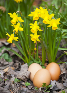 花园里的花与真实朴素的复活节彩蛋