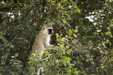 黑长尾猴，Chlorocebus pygerythrus，在一棵树，塞伦盖蒂，Ta