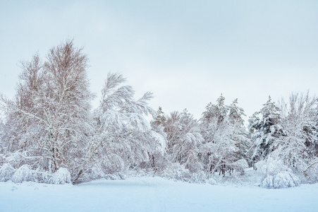 白雪覆盖的森林道路，冬季景观。寒冷和多雪的冬季道路蓝色常青树和灰色乌云密布的天空。圣诞节和新年树