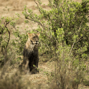 脏母狮坐，坦桑尼亚的塞伦盖蒂非洲