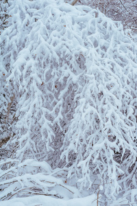 新的一年中冬季森林树。美丽的冬天景观与雪覆盖树木。树木覆盖着霜和雪。美丽的冬天景观。冰雪覆盖的树分支。冬天背景