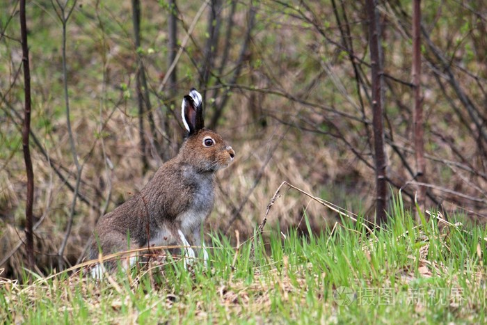 在树林里的小兔子
