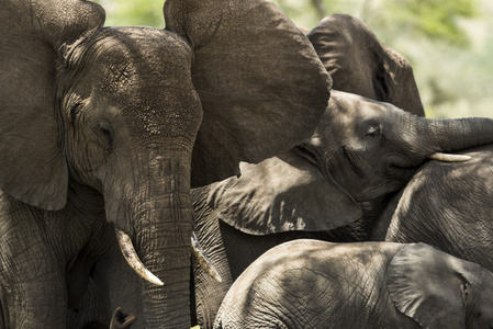 一群大象，坦桑尼亚的塞伦盖蒂，非洲的特写镜头