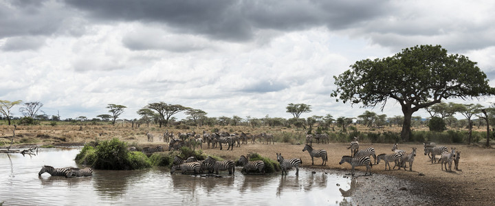 群靠河，坦桑尼亚的塞伦盖蒂，非洲的斑马