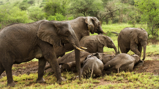 群大象休息，坦桑尼亚的塞伦盖蒂，非洲