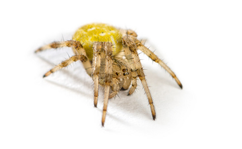 蜘蛛和冠冕编织者欧洲花园蜘蛛网欧洲花园蜘蛛阿拉努斯学院欧洲花园