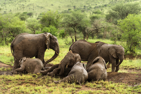 群大象休息，坦桑尼亚的塞伦盖蒂，非洲