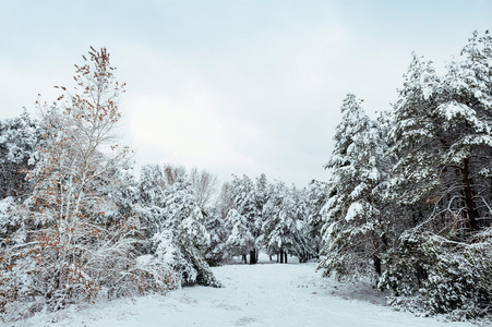 冰雪覆盖的树分支在日落时。冬天背景。圣诞节和新年树