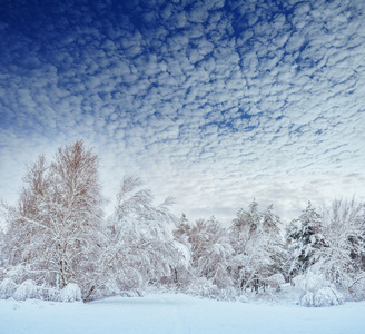 白雪覆盖的森林道路，冬季景观。寒冷和多雪的冬季道路蓝色常青树和灰色乌云密布的天空。圣诞节和新年树