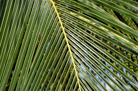 大和绿色的棕榈叶细部特写照片