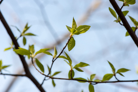 春天的花朵和树叶在模糊的背景下