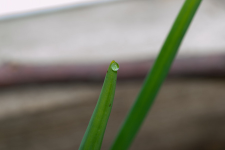 綠草地