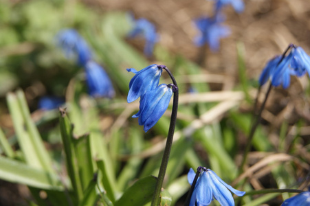 蓝钟, 花