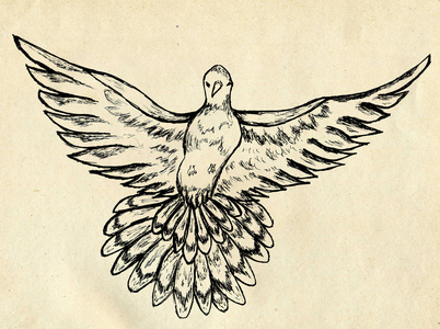 素描风格的鸽子飞鸟女人和自由飞行的鸽子示意图鸽子和鸽子为和平概念