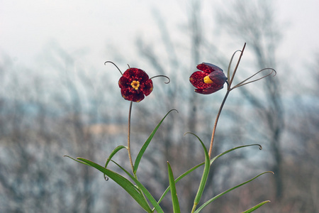 春花贝母俄语