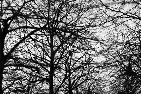 黑色和白色的树木剪影