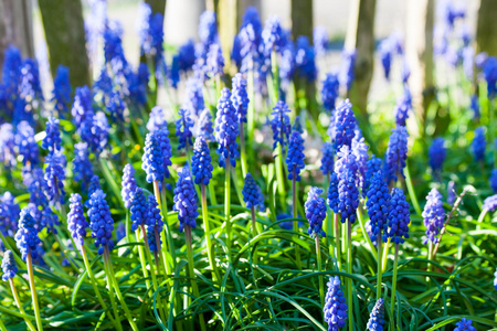 在阳光下的花园里盛开的蓝色葡萄风信子