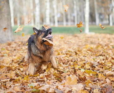 德国牧羊犬玩树叶