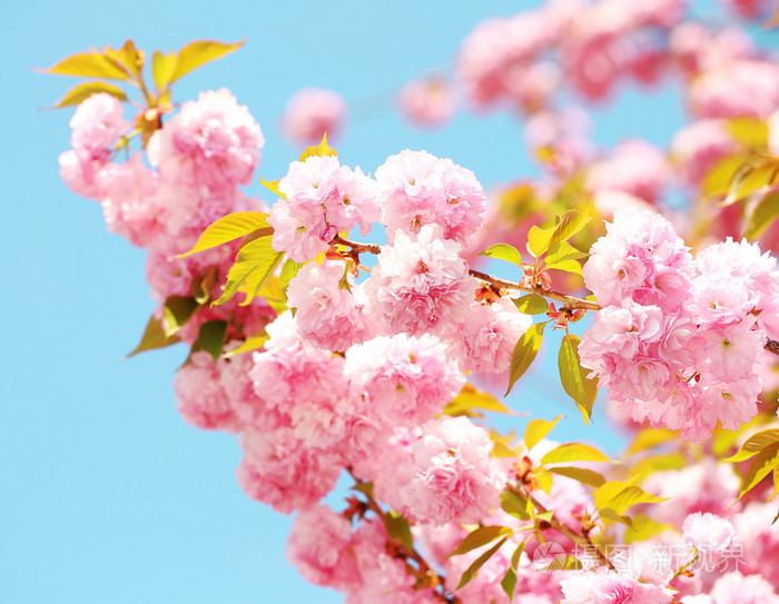 在春天,美丽的粉红色花朵的樱花.樱花