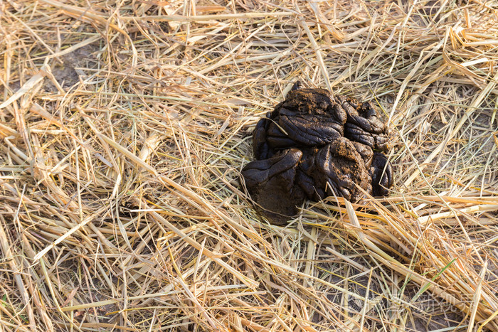 牛的粪便上干的稻田