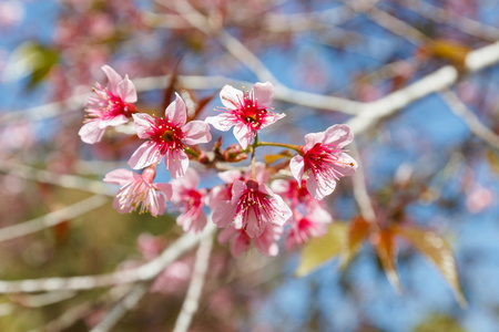喜马拉雅山樱桃粉红盐从喜马拉雅山美丽的粉红野生喜马拉雅山樱桃花
