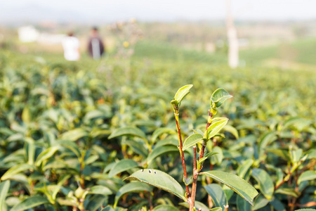 乌龙茶茶农场