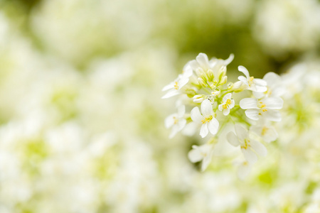 春天的花朵在花园与浅层焦点