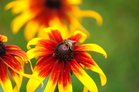 在黑心朵花上的蜜蜂图片