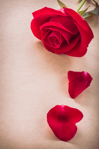 红色玫瑰花设计张空白的纸页上的