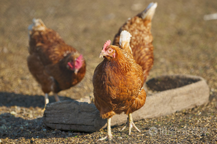 在传统的自由范围家禽农场的鸡只