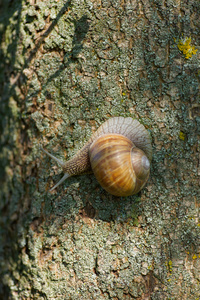 蜗牛在花园里一棵树上