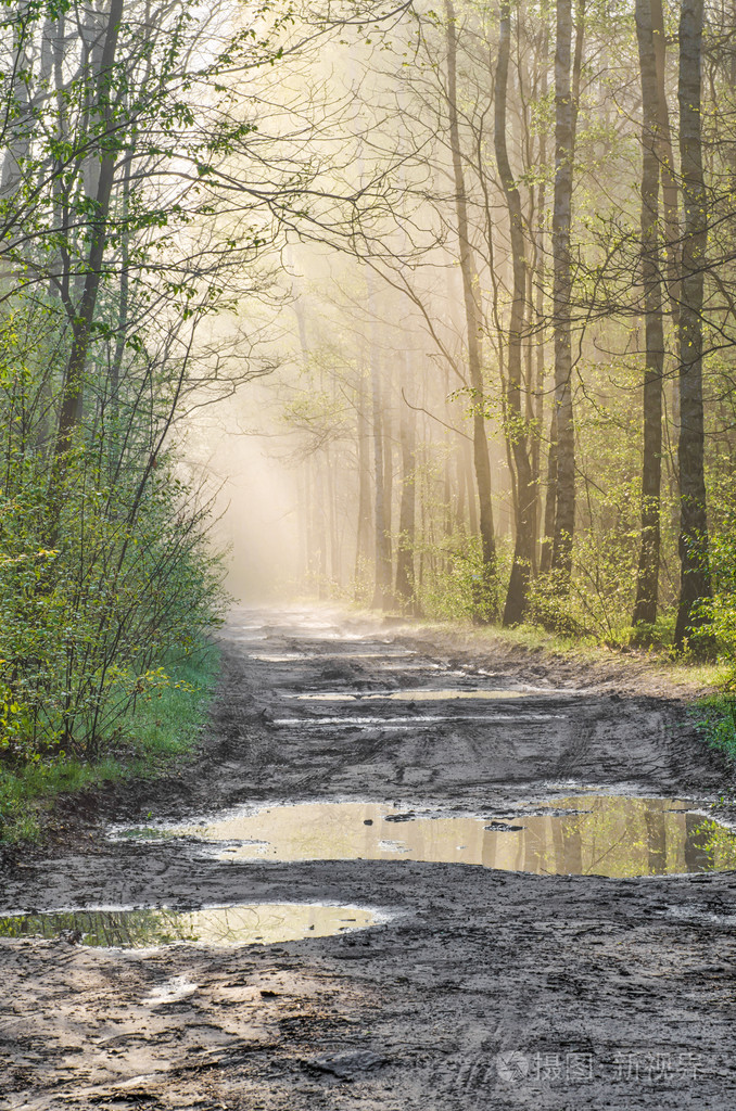 雨后的森林小路