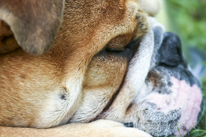 牛头犬