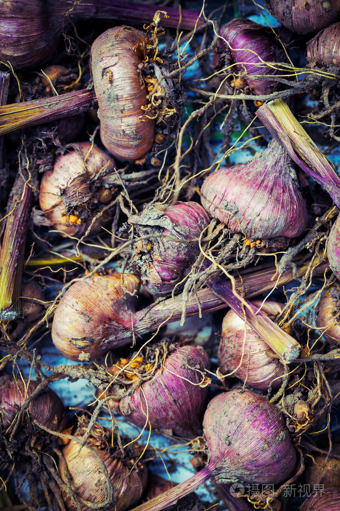 唐菖蒲球茎为种植做准备