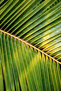绿色的椰子叶图案
