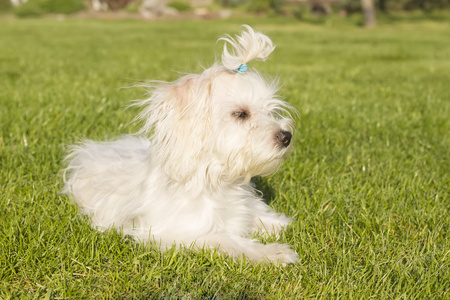 马尔济斯犬