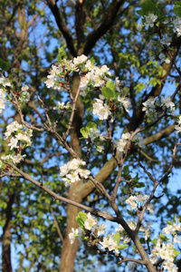 樱花树