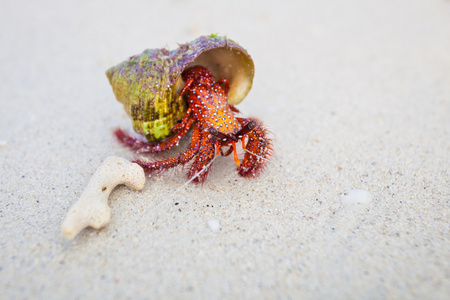 美丽的红蟹，在海滩上