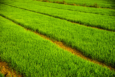 广阔的田野的水稻