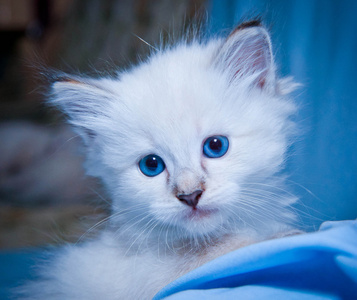 毛茸茸的白色小猫