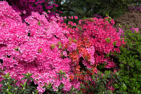 盛开的杜鹃花