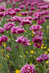 春天开花的粉红色郁金香公园