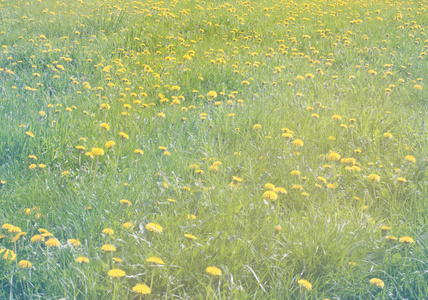 黄色的蒲公英，在绿色的草地上。春天背景